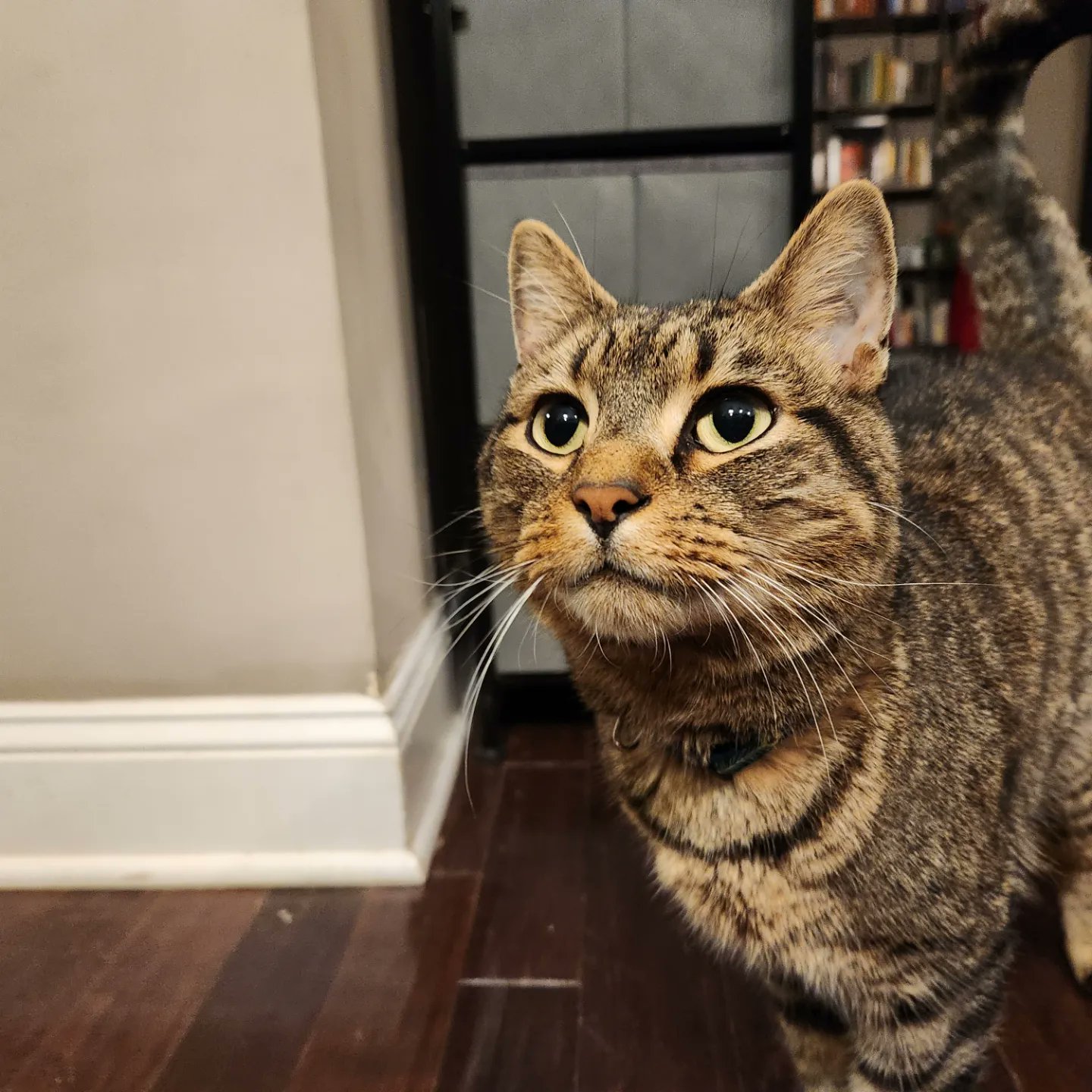 Bucko the cat